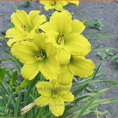 Hemerocallis 'Green Flutter'