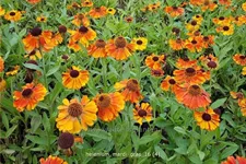 Helenium 'Mardi Gras'