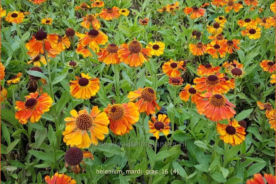 Helenium 'Mardi Gras'