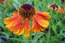 Helenium 'Mardi Gras'