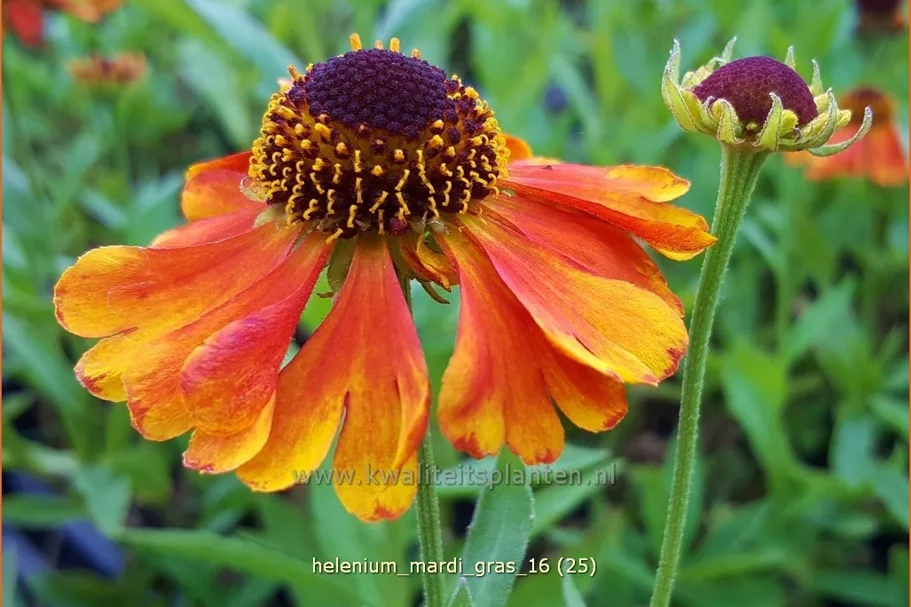 Helenium 'Mardi Gras'