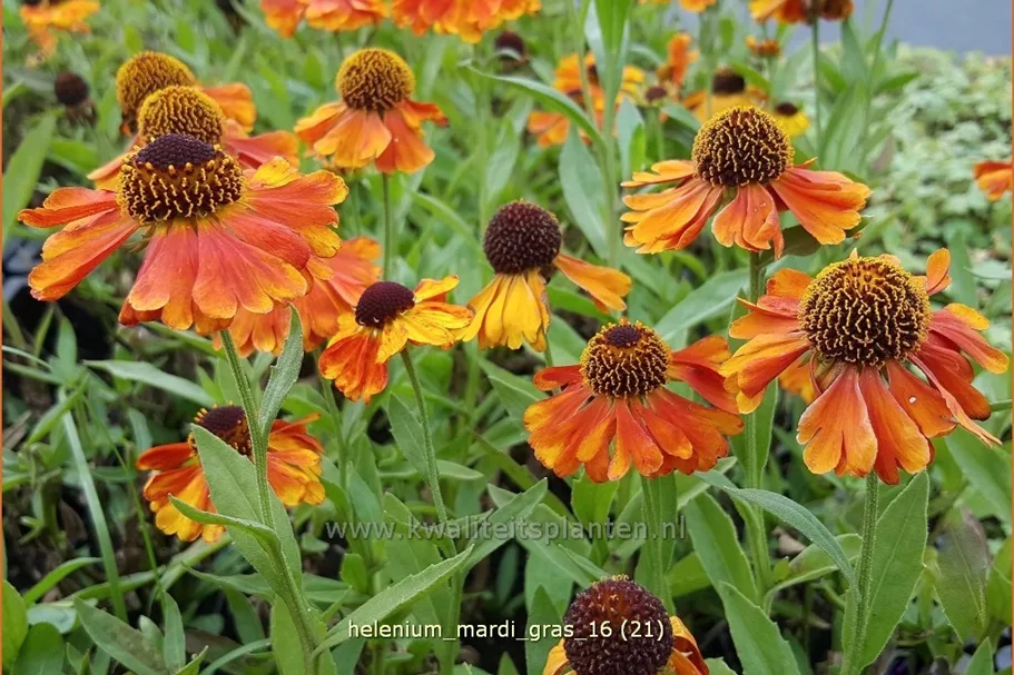 Helenium 'Mardi Gras'