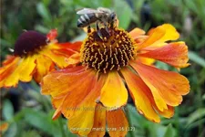Helenium 'Mardi Gras'