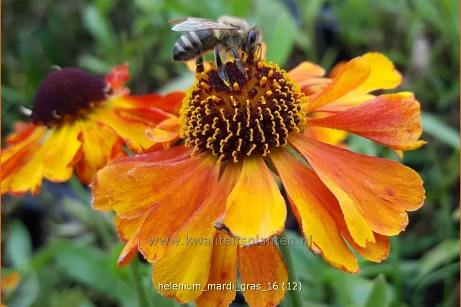 Helenium 'Mardi Gras'