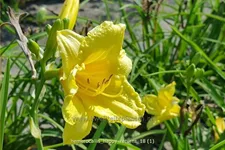 Hemerocallis 'Happy Returns'