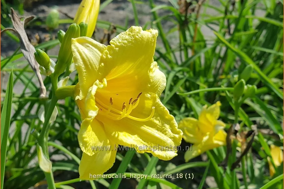 Hemerocallis 'Happy Returns'