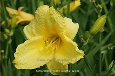 Hemerocallis 'Happy Returns'