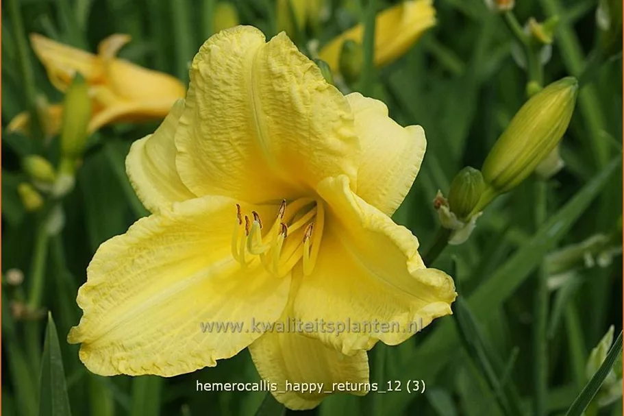 Hemerocallis 'Happy Returns'