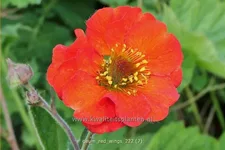 Geum 'Red Wings'