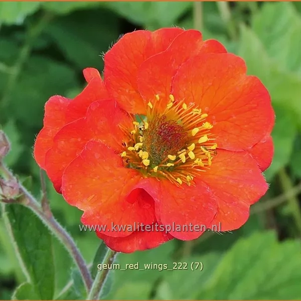 Geum 'Red Wings'