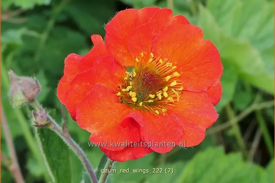 Geum 'Red Wings'