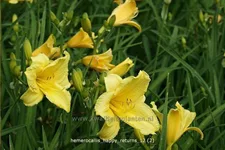 Hemerocallis 'Happy Returns'
