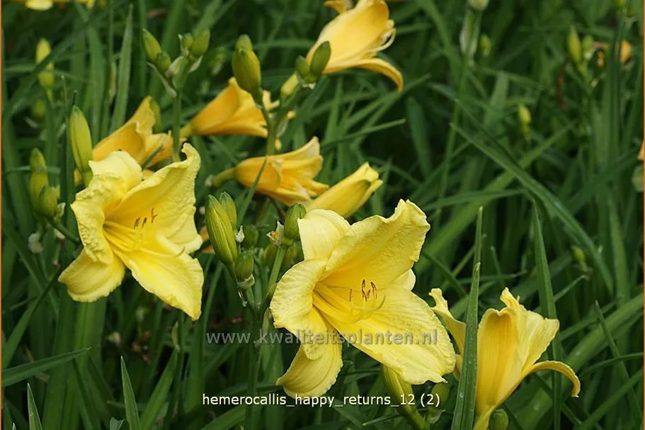 Hemerocallis 'Happy Returns'