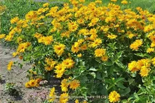 Heliopsis helianthoides var. scabra 'Mars'