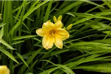 Hemerocallis 'Happy Returns'