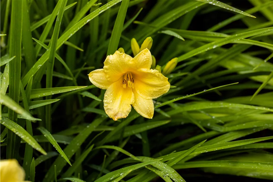 Hemerocallis 'Happy Returns'