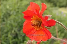 Geum 'Red Wings'