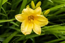 Hemerocallis 'Happy Returns'
