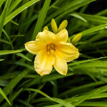 Hemerocallis 'Happy Returns'
