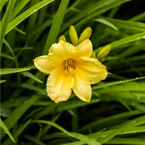 Hemerocallis 'Happy Returns'