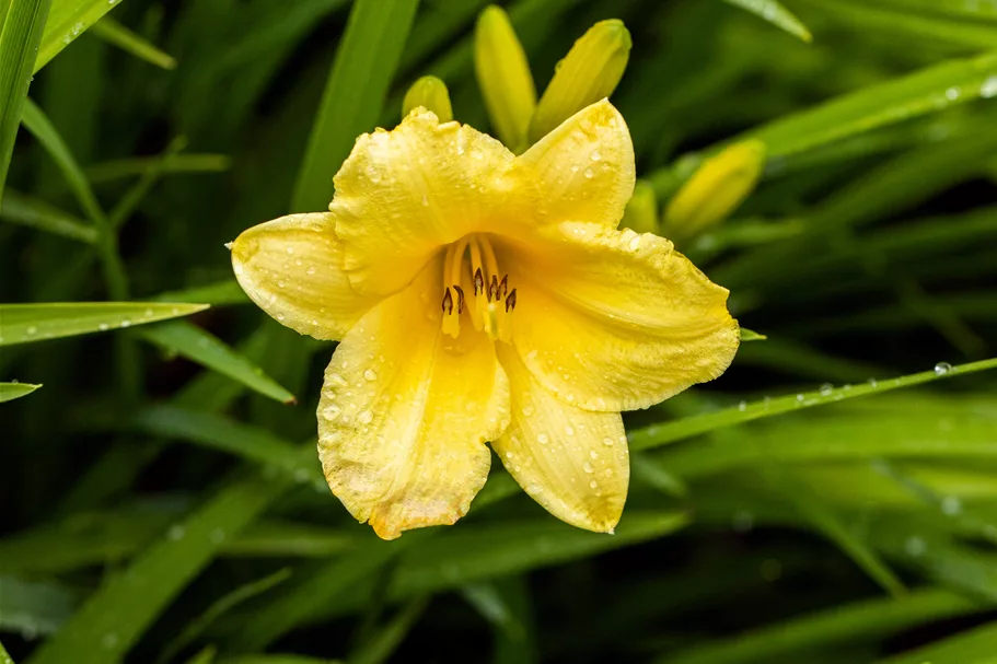 Hemerocallis 'Happy Returns'