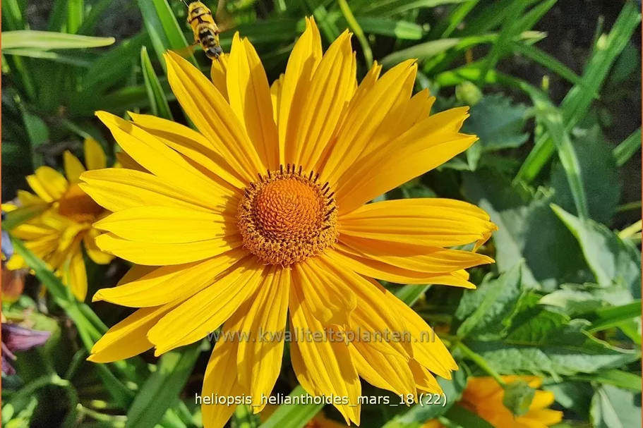 Heliopsis helianthoides var. scabra 'Mars'