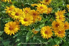 Heliopsis helianthoides var. scabra 'Mars'