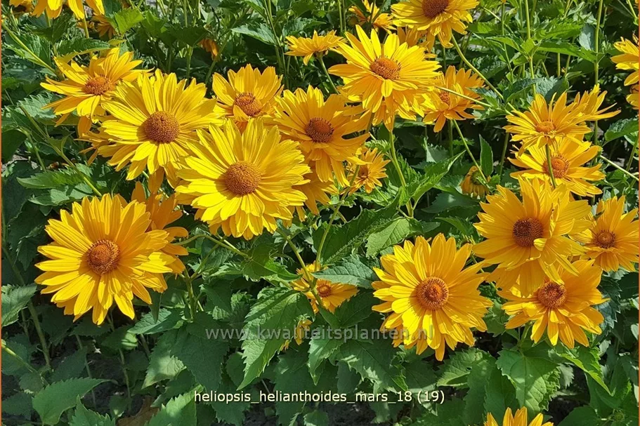 Heliopsis helianthoides var. scabra 'Mars'