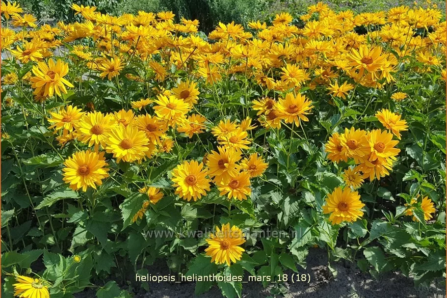 Heliopsis helianthoides var. scabra 'Mars'