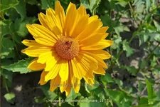 Heliopsis helianthoides var. scabra 'Mars'