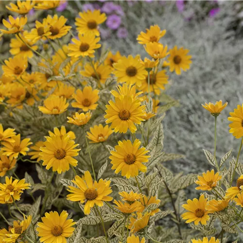 Heliopsis helianthoides var. scabra 'Mars'