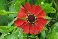 Helenium 'Meranti'