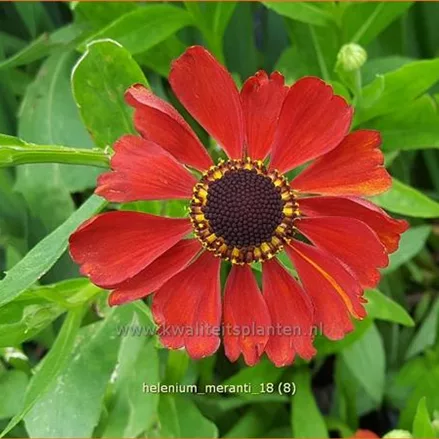 Helenium 'Meranti'