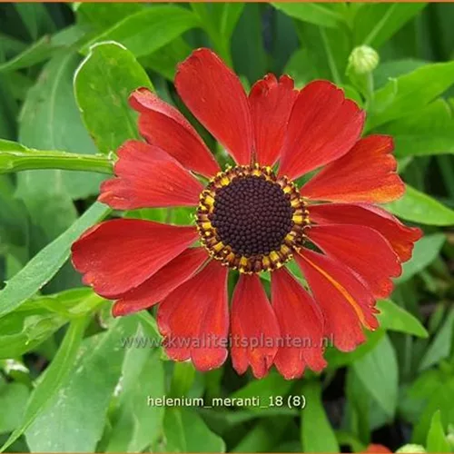 Helenium 'Meranti'