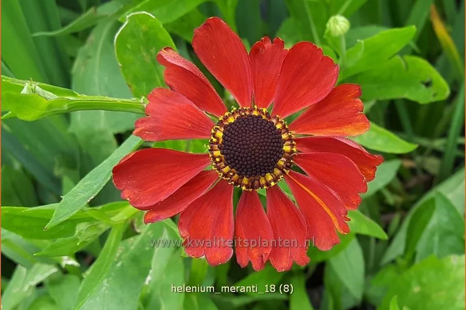 Helenium 'Meranti'