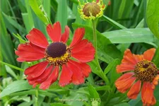 Helenium 'Meranti'