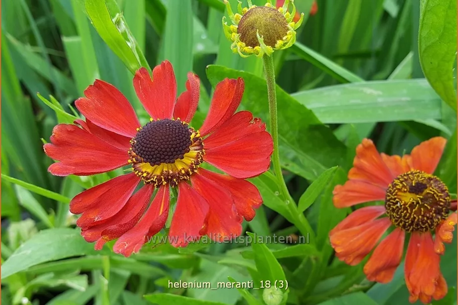 Helenium 'Meranti'