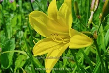 Hemerocallis 'Lemon Bells'