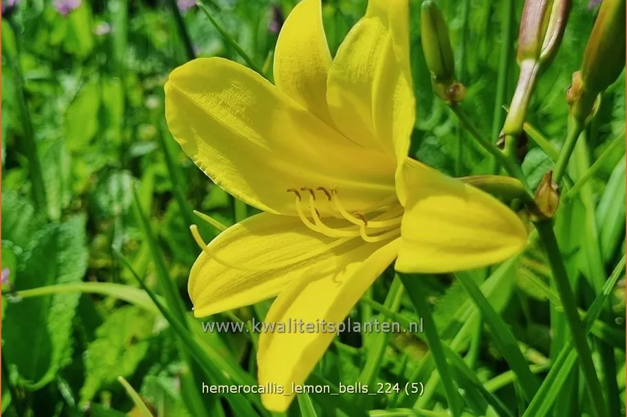 Hemerocallis 'Lemon Bells'