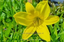Hemerocallis 'Lemon Bells'