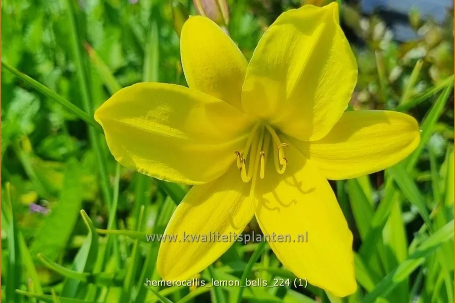 Hemerocallis 'Lemon Bells'