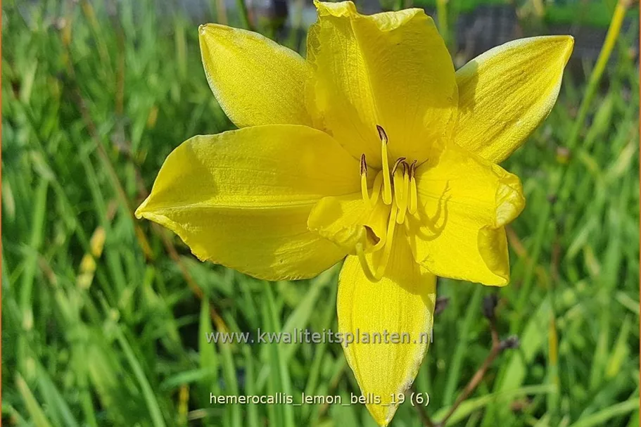 Hemerocallis 'Lemon Bells'