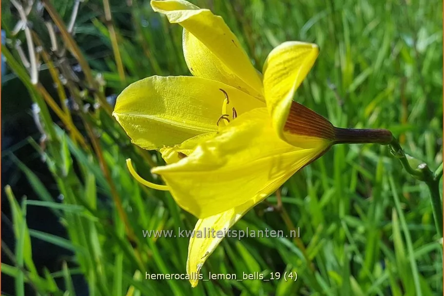 Hemerocallis 'Lemon Bells'