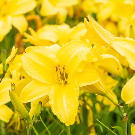 Hemerocallis 'Lemon Bells'