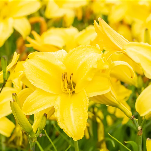 Hemerocallis 'Lemon Bells'