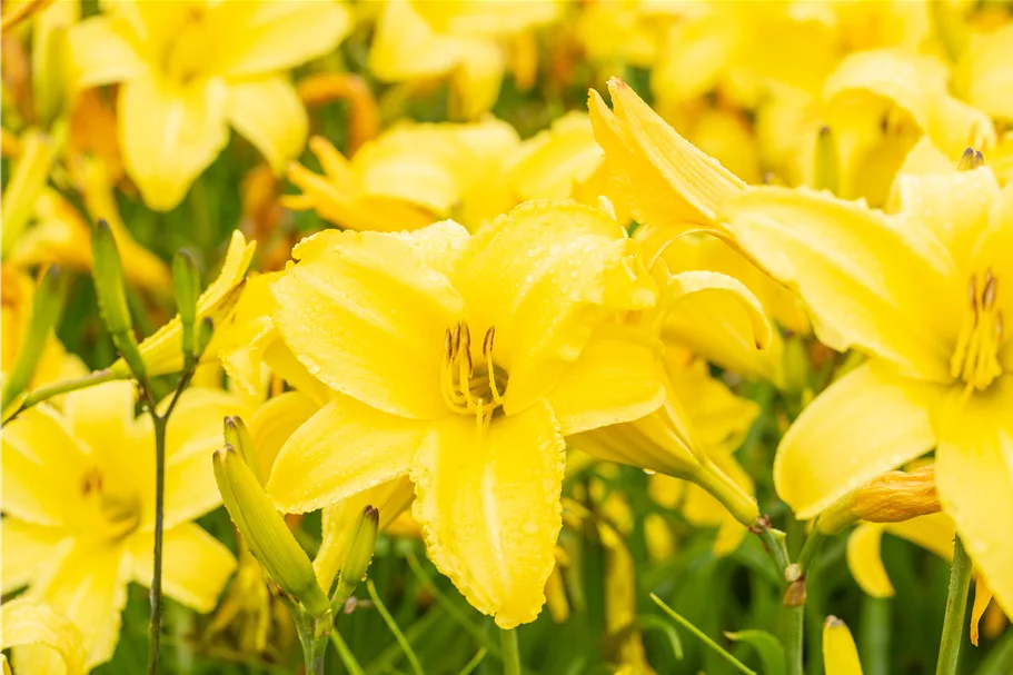 Hemerocallis 'Lemon Bells'
