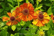 Helenium 'Mien Ruys'