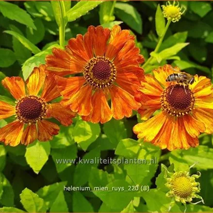 Helenium 'Mien Ruys'