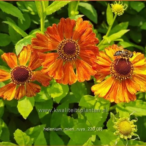 Helenium 'Mien Ruys'