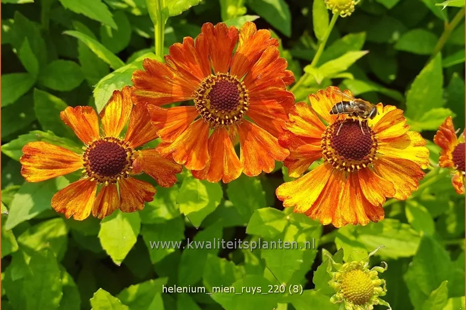 Helenium 'Mien Ruys'